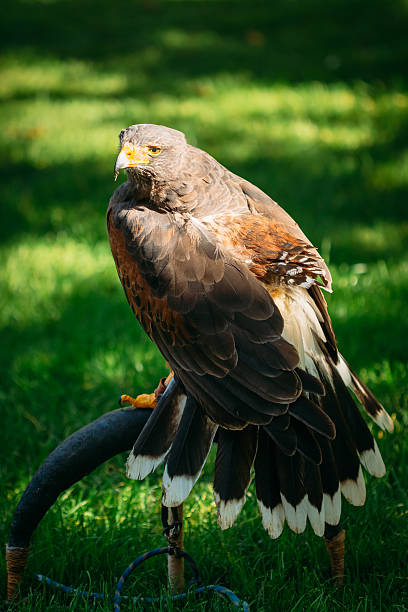 istock Eagle Haliaeetus albicilla on green grass background 491839770