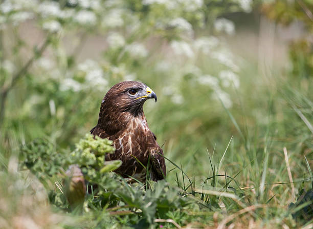 istock Close up of a Common Buzzard (Buteo buteo) 491839981