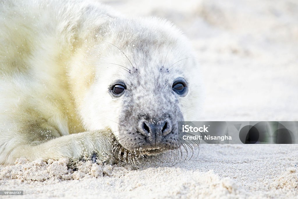 Baby szary Seal (Foka szara Halichoerus grypus) relaks na plaży - Zbiór zdjęć royalty-free (Biały)