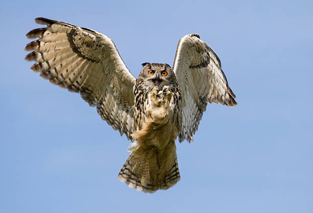 istock Eurasian Eagle-Owl (Bubo bubo) in flight with a catch, UK 491840337