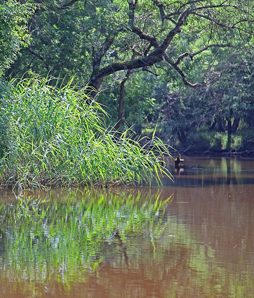 istock River ROPOTAMO in Bulgaria 491840685