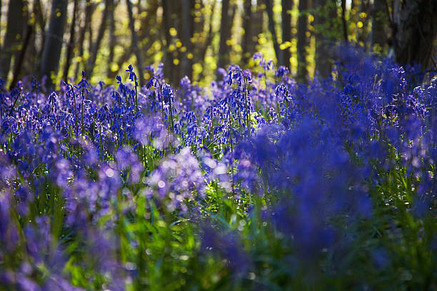 istock Trees and flowers in a forest 491841293
