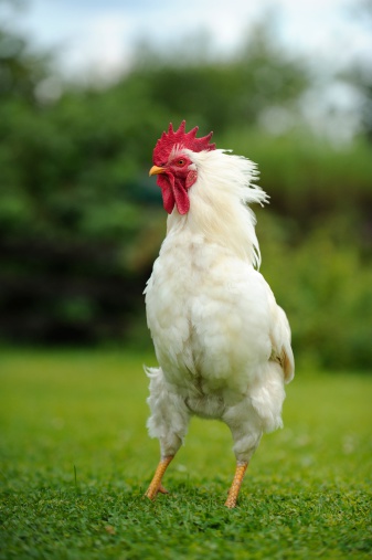 A white ruffled rooster in profile on green grass