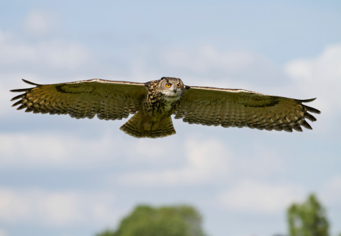 Eurasian Eagle-Owl (Bubo bubo) in flight, UK