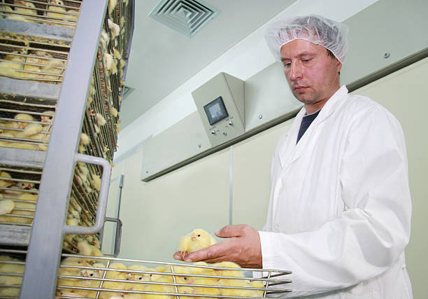 pollito en incubadora - animal egg incubator equipment horizontal fotografías e imágenes de stock
