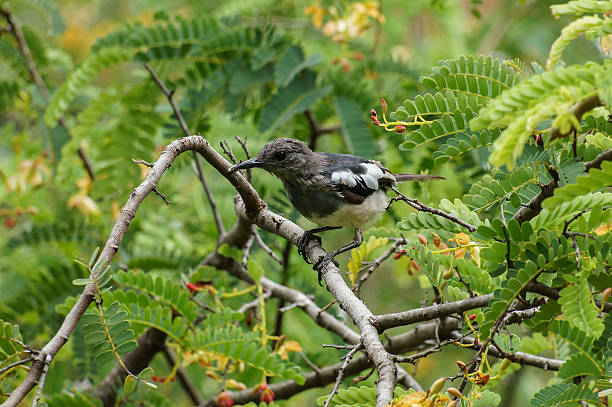 istock Oriental magpie robin holding onto a little branch 491841922