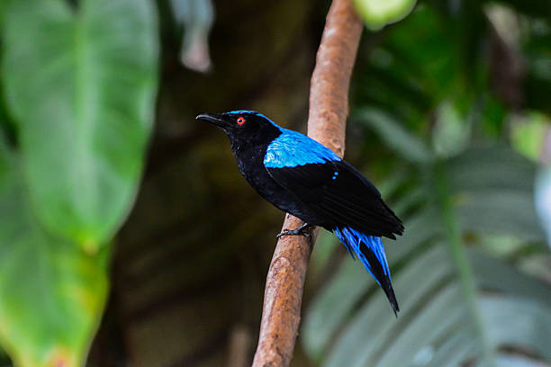 istock Beautiful Black and Blue Fairy Blue-bird 491842145
