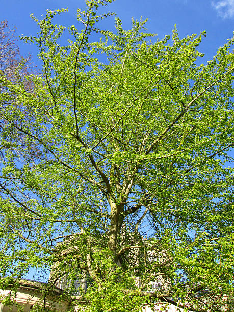 image du ginkgo biloba maidenhair fern tree (arbre feuilles mortes, branches) - ginkgo ginkgo tree leaf nutritional supplement photos et images de collection