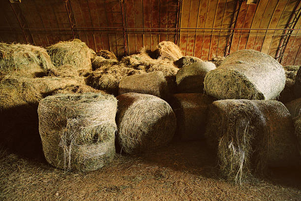 istock Bales of hay in old barn. 491843926