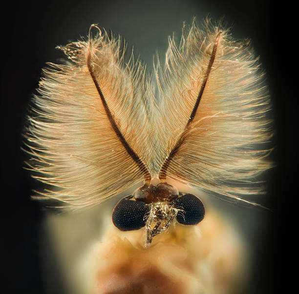 Extreme closeup of a mosquito's face