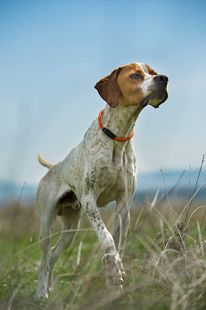 english pointer auf den punkt. - pointer hund stock-fotos und bilder