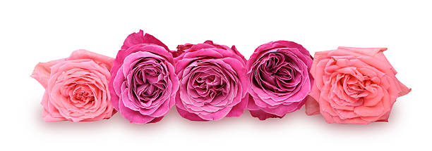 istock Bouquet of roses 491852020