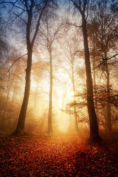 istock Fascinating light in a foggy forest 491852288