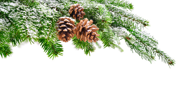 Fir branch and cones in fresh green, lightly covered in snow, with pure white copyspace background