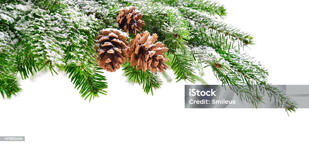 Fir branch with snow and cones Fir branch and cones in fresh green, lightly covered in snow, with pure white copyspace background Snow Stock Photo