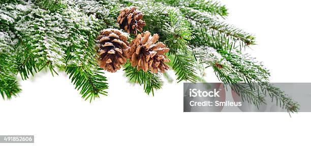 Fir Branch With Snow And Cones Stock Photo - Download Image Now - Snow, Branch - Plant Part, Pine Tree