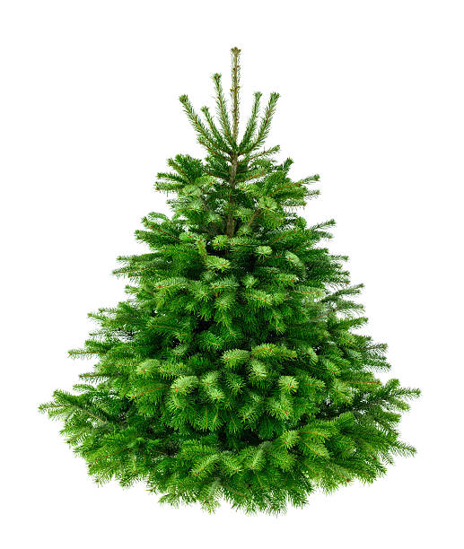 istock Perfect lush fir tree on pure white 491852808