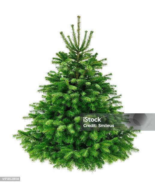 Perfect Lush Fir Tree On Pure White Stock Photo - Download Image Now - Fir Tree, Cut Out, White Background