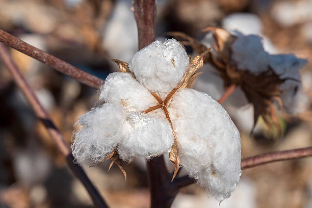 istock Cotton Plant Ready to Harvest 491852890