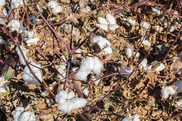 istock Cotton Plant Ready to Harvest 491852982