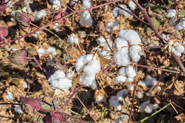 istock Cotton Plant Ready to Harvest 491853000