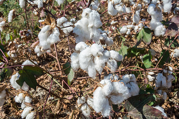 istock Cotton Plant Ready to Harvest 491853130