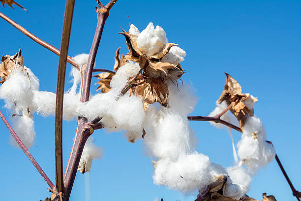 istock Cotton Plant Ready to Harvest 491853148
