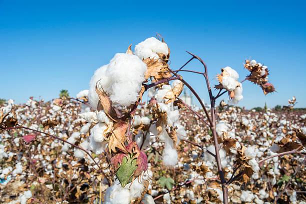 istock Cotton Plant Ready to Harvest 491853210