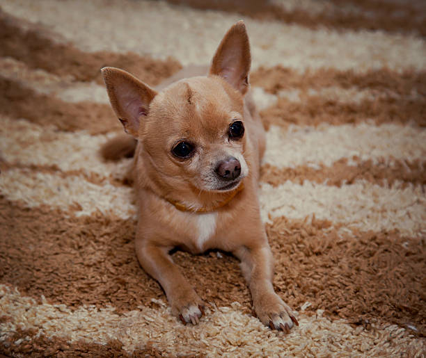 istock Cute Chihuahua lying on the carpet. 491853864