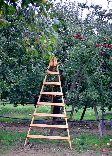 istock Ladder in orchard harvesting apples 491854038