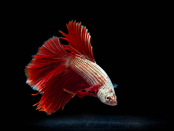 siam 사각의 고기잡이 on 블랙힐스, betta 고기잡이 - siamese fighting fish tropical fresh water fish fishbowl fighting fish 뉴스 사진 이미지