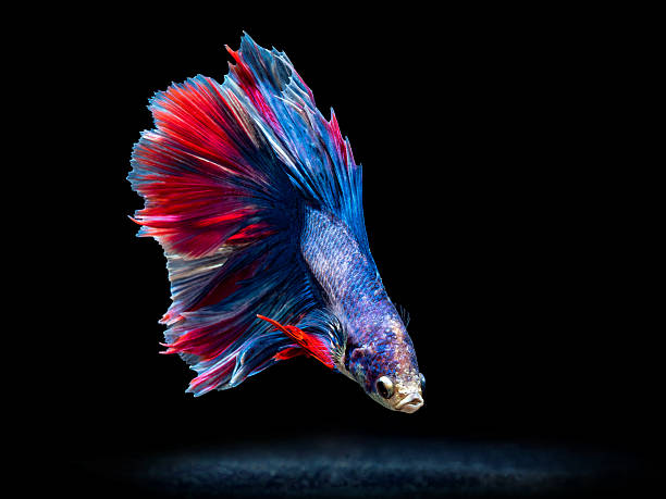 siam 사각의 고기잡이 on 블랙힐스, betta 고기잡이 - siamese fighting fish tropical fresh water fish fishbowl fighting fish 뉴스 사진 이미지