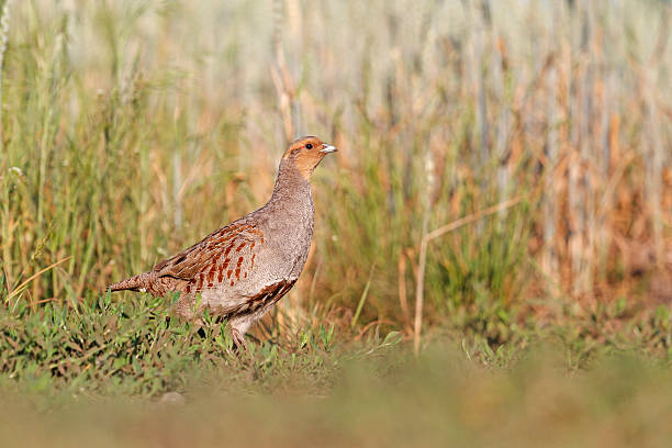 istock Grey partridge among the wheat field 491855128