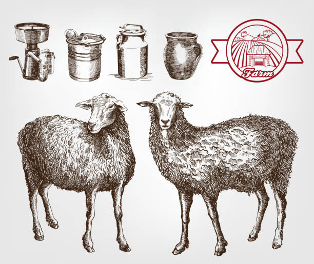 ilustrações de stock, clip art, desenhos animados e ícones de a criação de ovinos - jumbuck