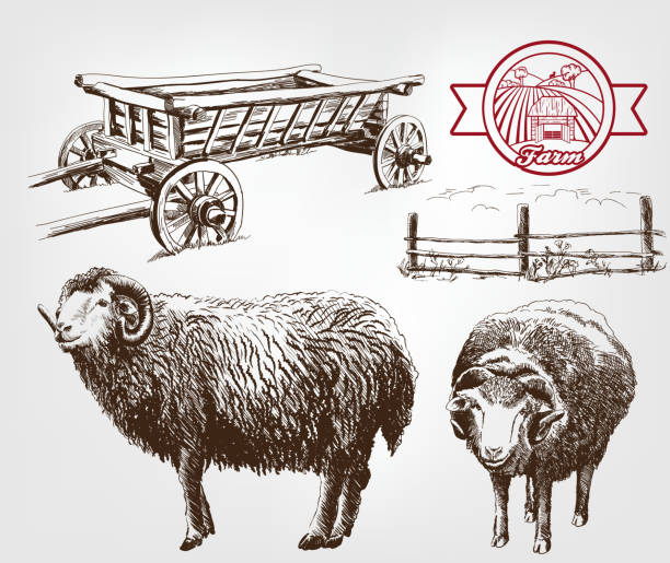 ilustrações de stock, clip art, desenhos animados e ícones de a criação de ovinos - jumbuck