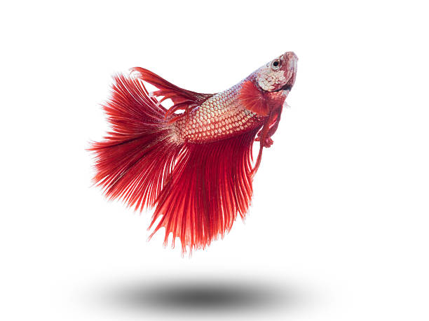 siam 사각의 고기잡이 백색, betta 고기잡이 - siamese fighting fish tropical fresh water fish fishbowl fighting fish 뉴스 사진 이미지