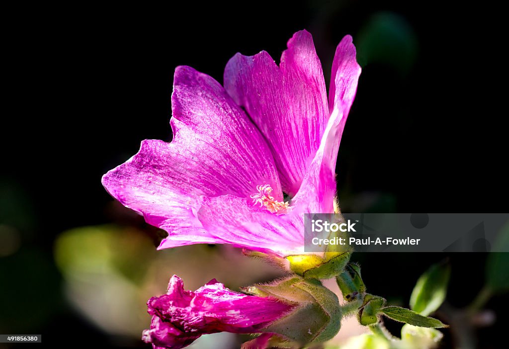 beautiful sunlit pink Lavatera maritime Tree Mallow partially opened.jpg Sitting in a flood of early October sunshine, the stamen and beautiful pink partially opened petals of a Lavatera maritime (Tree Mallow) glow against a a natural but dark background. 2015 Stock Photo