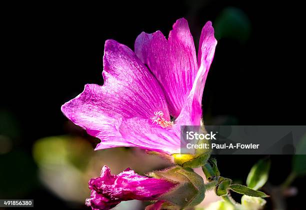 Beautiful Sunlit Pink Lavatera Maritime Tree Mallow Partially Openedjpg Stock Photo - Download Image Now