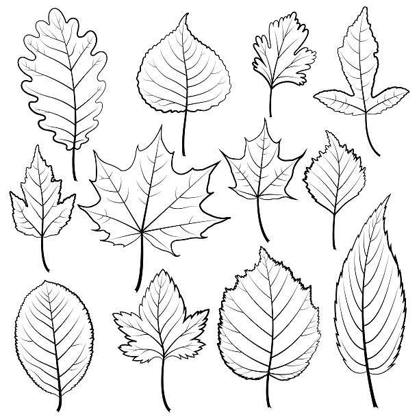 satz von zwölf schwarz und weiß blätter auf weißem hintergrund. - poplar tree forest oak tree autumn stock-grafiken, -clipart, -cartoons und -symbole
