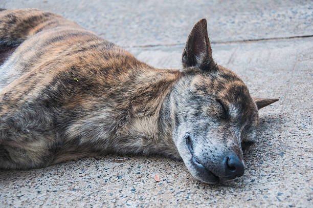 istock Sleeping Thai stray dog on street 491857364