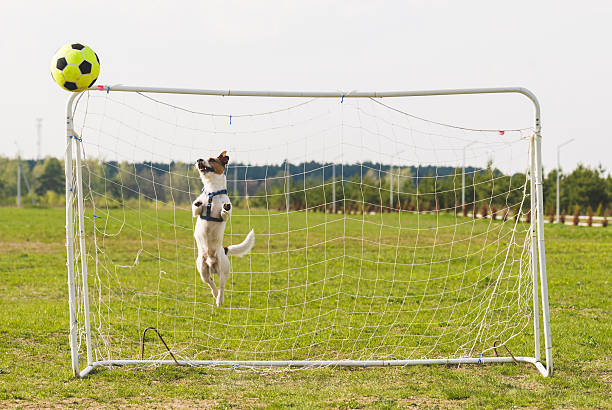 istock Smiling rocket dog playing football 491857594