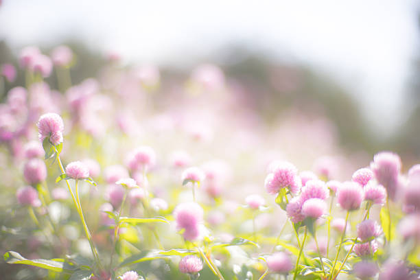 istock Pink color flowers 491857636