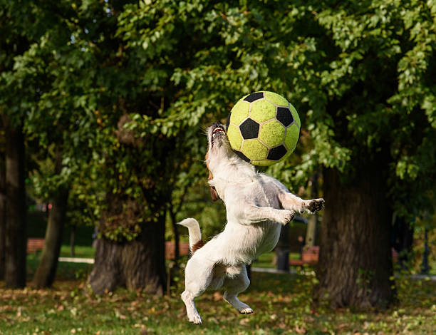 istock Small dog clashes with big ball 491857804