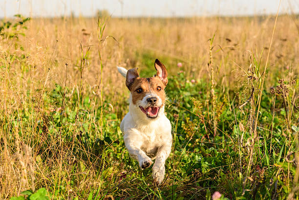 istock Cute dog running freely at field 491857934