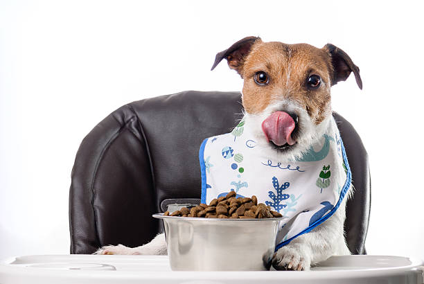 istock Dog tastes delicious food 491857948