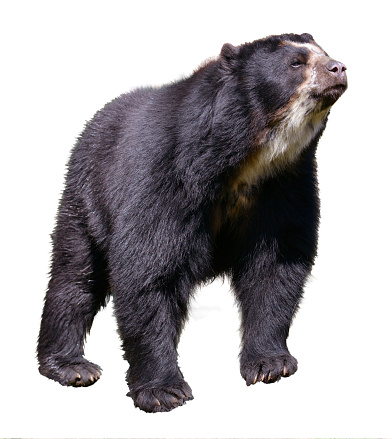 Aislado andina bear photo