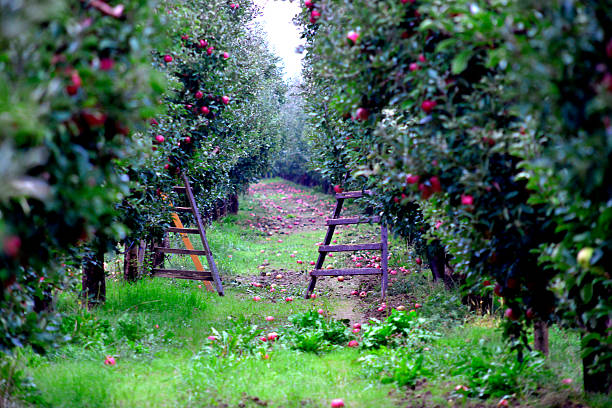 Apple orchar with ladders ready for harvesting Picture of an Apple fruits in october ready for harvesting in orchard apple orchard photos stock pictures, royalty-free photos & images