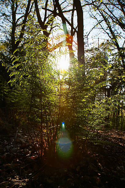 istock Trees and flowers in a forest 491868313