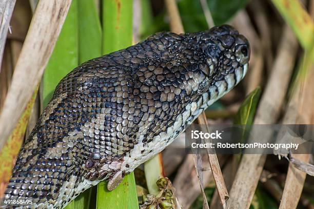 Python Head With Ticks Stock Photo - Download Image Now - Animal Body ...