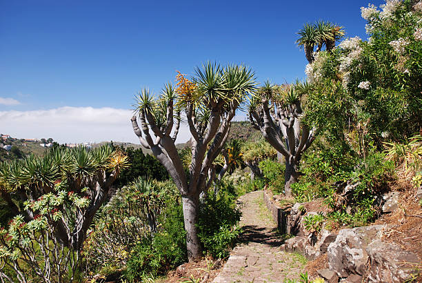 istock Jardin Canario in Las Palmas de Gran Canaria 491868761
